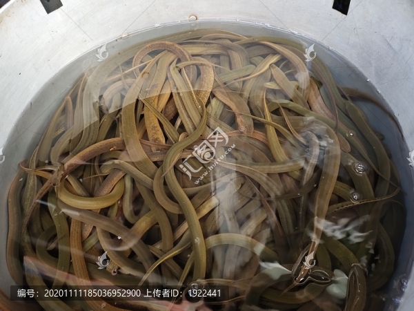 野生黃鱔
