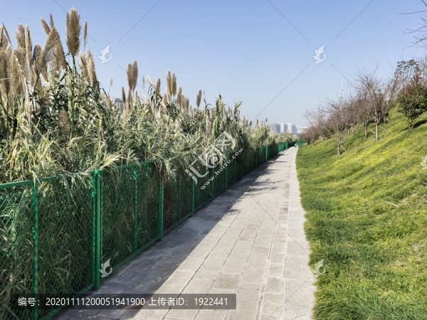 公園蘆竹與綠植