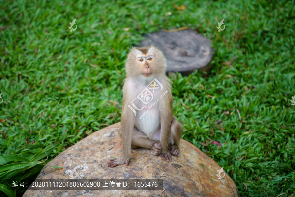 坐著的豚尾猴