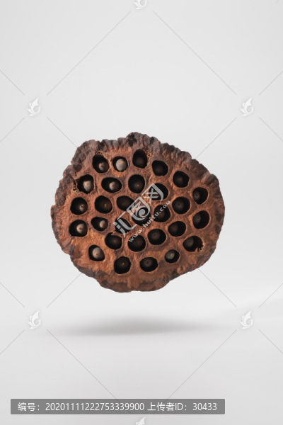 蓮蓬