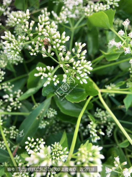 薇甘菊