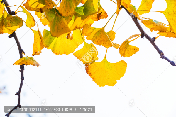 銀杏樹(shù)