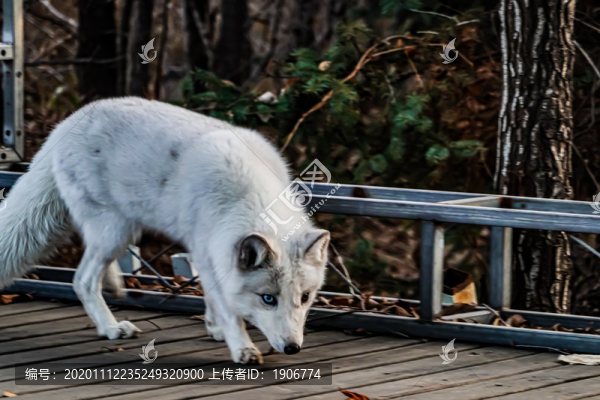 中國長春凈月潭森林公園里出沒的