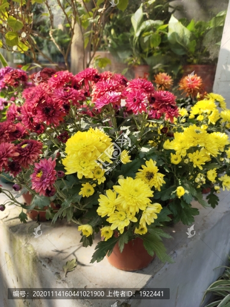 菊花