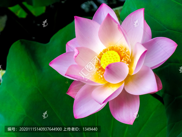 寫意荷花