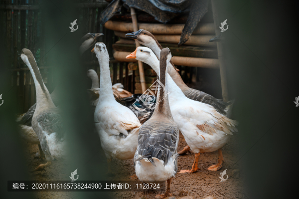 鵝