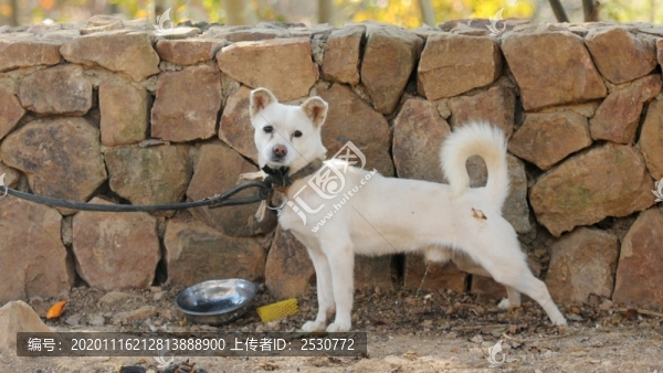 土狗
