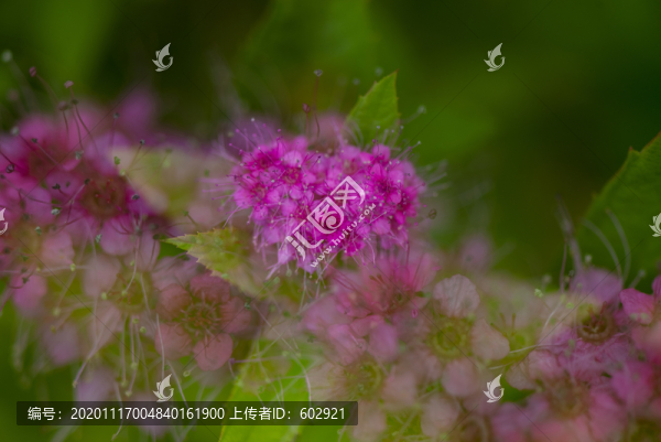 粉色小花