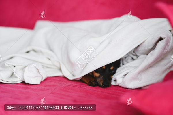 睡覺的狗