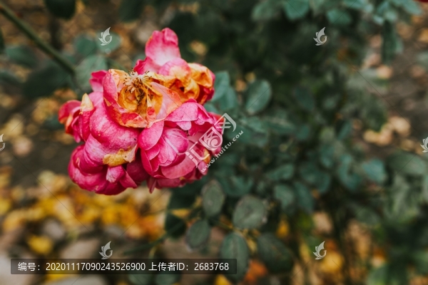 月季花