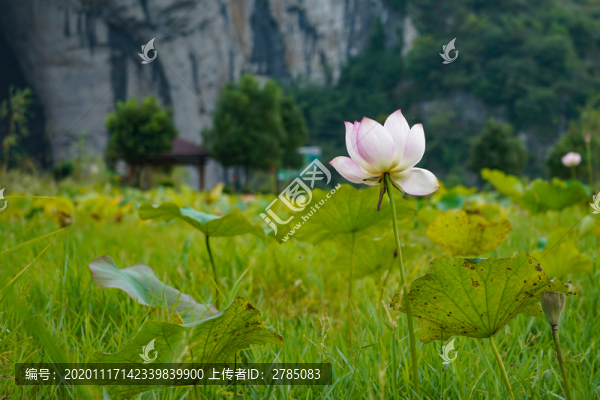荷花