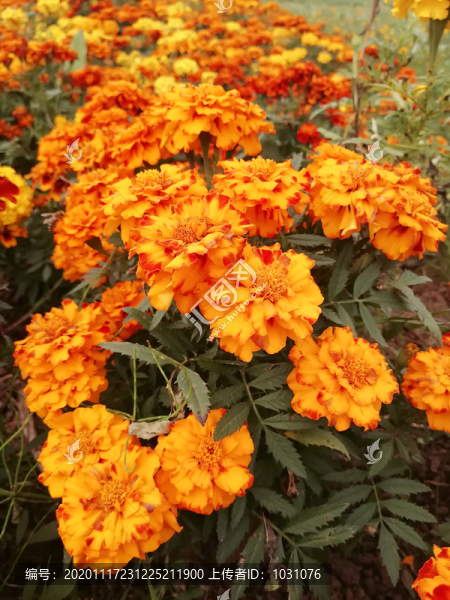 萬(wàn)壽菊2