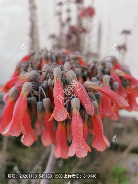 多肉開花