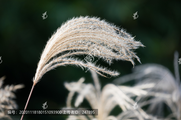 蘆葦花