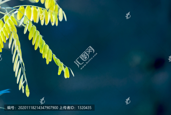 秋韻秋色
