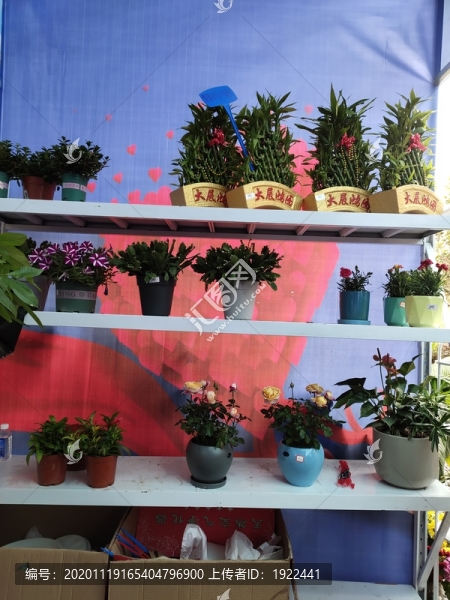 花店綠植