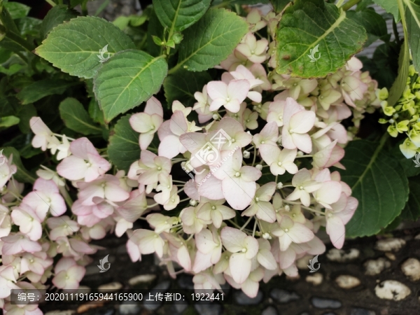 粉色繡球花