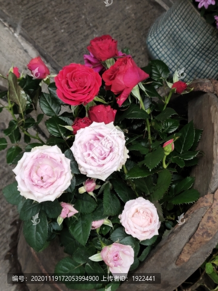 玫瑰花