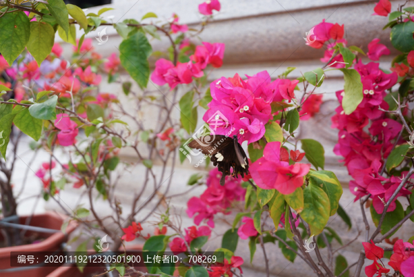 黑色蝴蝶在紫色三角梅花朵中采蜜