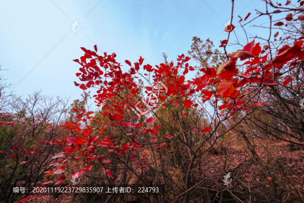 紅葉