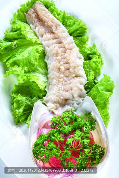 象拔蚌