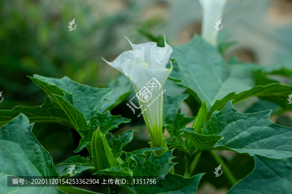 白色花朵
