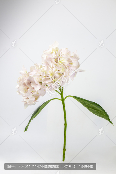 繡球花