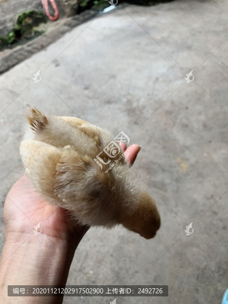 小雞