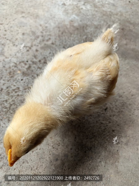 小雞