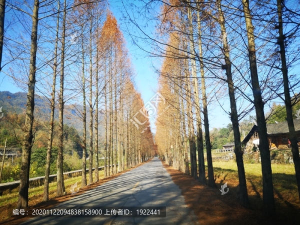 水杉林