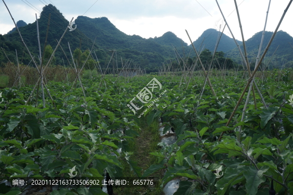 茄子種植