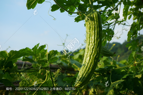 苦瓜