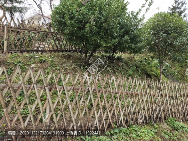 竹籬笆與綠植