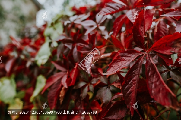 紅色樹葉