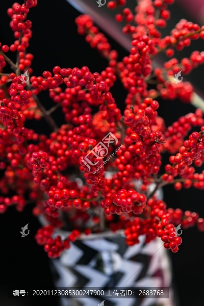 紅色果實