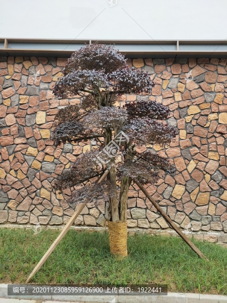 景觀樹(shù)