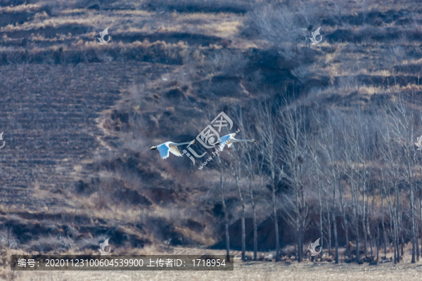 遼寧朝陽大天鵝水面冰面飛翔98