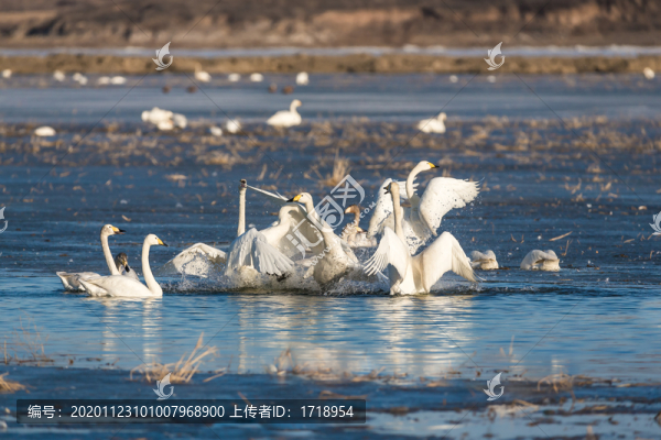 遼寧朝陽(yáng)大天鵝水面冰面飛翔