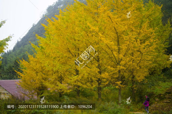 銀杏樹