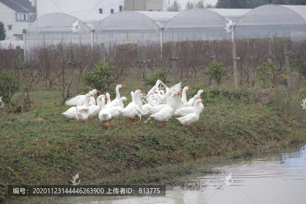水塘一群鵝