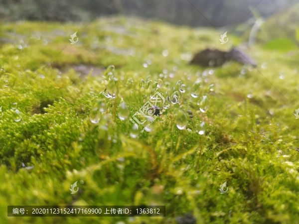 苔蘚