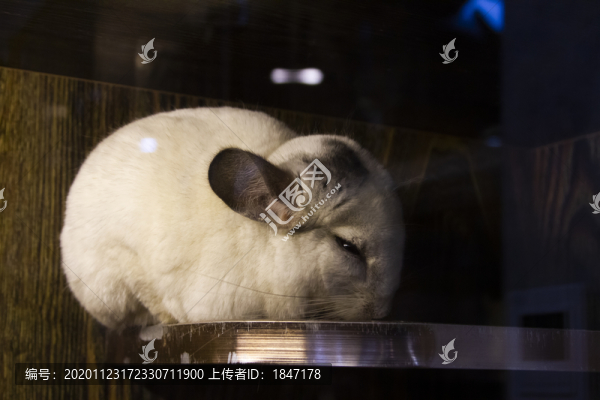 龍貓