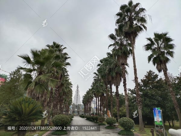 公園棕櫚樹