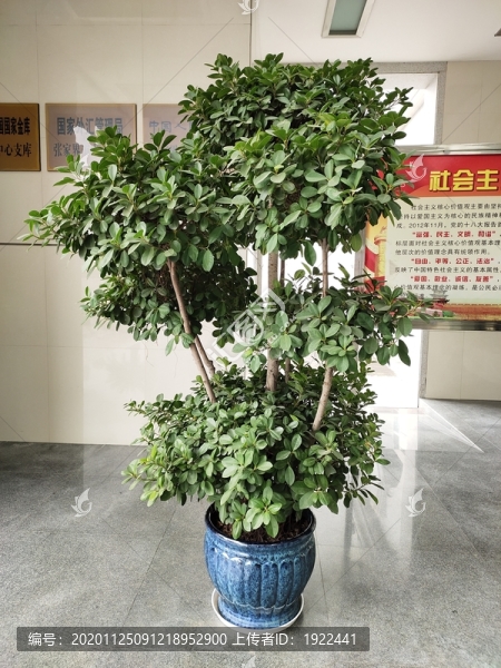 綠植盆景