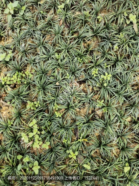 沿階草