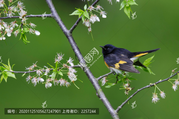 藍(lán)額紅尾鴝