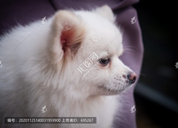 哈多利系博美犬