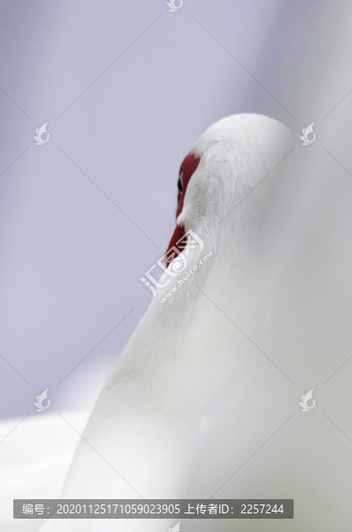 朱鷺