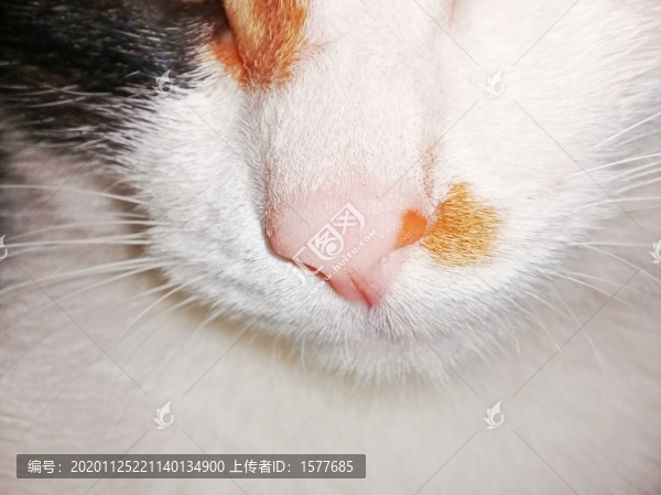 鼻子