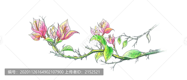 三角梅